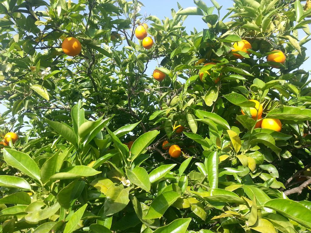 诺托露米娅旅馆别墅 外观 照片